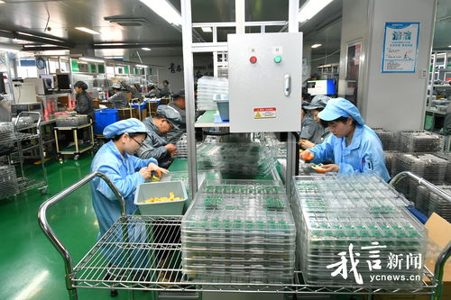 鹽城煥新記 走進金驛通光電科技，技術服務引領產業升級